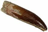 Fossil Sauropod Dinosaur (Titanosaur) Tooth - Morocco #298504-1